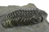 Detailed Austerops Trilobite - Ofaten, Morocco #351918-1